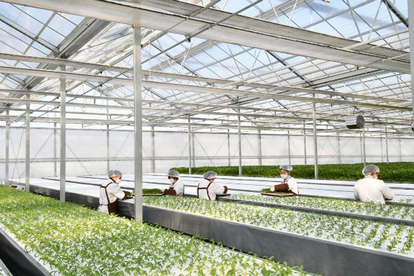 2019北京跨年促銷節品質升級 水培蔬菜點綴綠色生活 農業溫室
